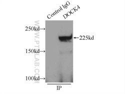 DOCK4 Rabbit anti-Human, Polyclonal, Proteintech 20 &mu;L; Unconjugated:Antibodies,