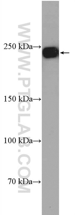 DOCK4 Rabbit anti-Human, Polyclonal, Proteintech 20 &mu;L; Unconjugated:Antibodies,