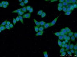 THAP10 Rabbit anti-Human, Mouse, Polyclonal, Proteintech:Antibodies:Primary