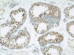ZBTB38 Rabbit anti-Human, Polyclonal, Proteintech 150 &mu;L; Unconjugated:Antibodies,