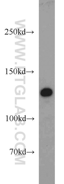 ZBTB38 Rabbit anti-Human, Polyclonal, Proteintech 150 &mu;L; Unconjugated:Antibodies,