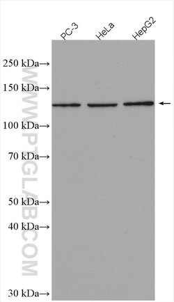 ZBTB38 Rabbit anti-Human, Polyclonal, Proteintech 150 &mu;L; Unconjugated:Antibodies,