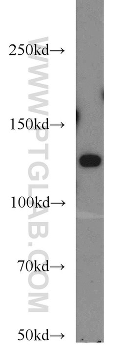 ZBTB38 Rabbit anti-Human, Polyclonal, Proteintech 150 &mu;L; Unconjugated:Antibodies,