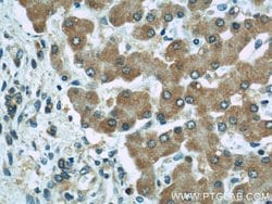 SHF Rabbit anti-Human, Mouse, Rat, Polyclonal, Proteintech:Antikörper:Primärantikörper