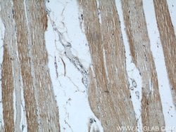 SHF Rabbit anti-Human, Mouse, Rat, Polyclonal, Proteintech:Antikörper:Primärantikörper