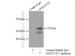 ONECUT2 Rabbit anti-Human, Mouse, Polyclonal, Proteintech 150 &mu;L; Unconjugated:Antibodies,