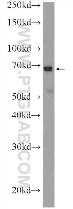 ONECUT2 Rabbit anti-Human, Mouse, Polyclonal, Proteintech 150 &mu;L; Unconjugated:Antibodies,