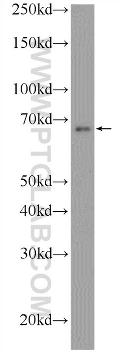 ONECUT2 Rabbit anti-Human, Mouse, Polyclonal, Proteintech 150 &mu;L; Unconjugated:Antibodies,