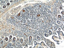 MAdCAM1 Rabbit anti-Human, Polyclonal, Proteintech 150 &mu;L; Unconjugated:Antibodies,