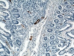 MAdCAM1 Rabbit anti-Human, Polyclonal, Proteintech 150 &mu;L; Unconjugated:Antibodies,