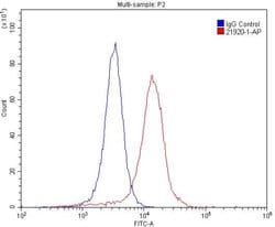 GRIN2B Rabbit anti-Human, Mouse, Rat, Polyclonal, Proteintech:Antibodies:Primary