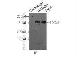 GRIN2B Rabbit anti-Human, Mouse, Rat, Polyclonal, Proteintech:Antibodies:Primary