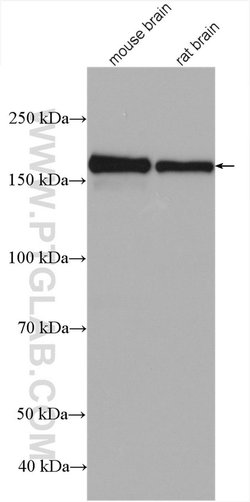 GRIN2B Rabbit anti-Human, Mouse, Rat, Polyclonal, Proteintech:Antibodies:Primary