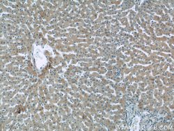 Sclerostin Rabbit anti-Human, Polyclonal, Proteintech:Antibodies:Primary