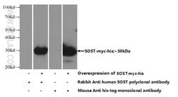 Sclerostin Rabbit anti-Human, Polyclonal, Proteintech:Antibodies:Primary