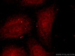 POLD3 Rabbit anti-Human, Mouse, Polyclonal, Proteintech 150 &mu;L; Unconjugated:Antibodies,