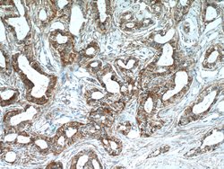 POLD3 Rabbit anti-Human, Mouse, Polyclonal, Proteintech 150 &mu;L; Unconjugated:Antibodies,