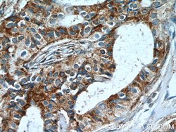 POLD3 Rabbit anti-Human, Mouse, Polyclonal, Proteintech 150 &mu;L; Unconjugated:Antibodies,