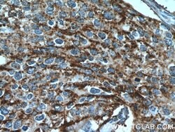 POLD3 Rabbit anti-Human, Mouse, Polyclonal, Proteintech 150 &mu;L; Unconjugated:Antibodies,