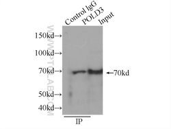 POLD3 Rabbit anti-Human, Mouse, Polyclonal, Proteintech 150 &mu;L; Unconjugated:Antibodies,