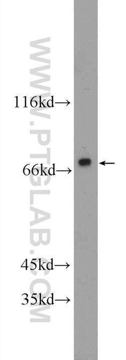 POLD3 Rabbit anti-Human, Mouse, Polyclonal, Proteintech 150 &mu;L; Unconjugated:Antibodies,