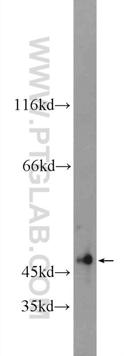 POLD3 Rabbit anti-Human, Mouse, Polyclonal, Proteintech 150 &mu;L; Unconjugated:Antibodies,