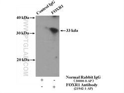 FOXR1 Rabbit anti-Human, Mouse, Polyclonal, Proteintech 20 &mu;L | Buy Online | Proteintech | Fisher Scientific
