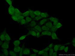 SH3BGRL2 Rabbit anti-Human, Mouse, Polyclonal, Proteintech:Antibodies:Primary