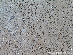 SH3BGRL2 Rabbit anti-Human, Mouse, Polyclonal, Proteintech:Antibodies:Primary