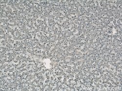 SH3BGRL2 Rabbit anti-Human, Mouse, Polyclonal, Proteintech:Antibodies:Primary