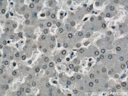 SH3BGRL2 Rabbit anti-Human, Mouse, Polyclonal, Proteintech:Antibodies:Primary