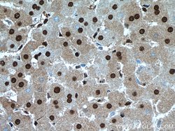 SH3BGRL2 Rabbit anti-Human, Mouse, Polyclonal, Proteintech:Antibodies:Primary