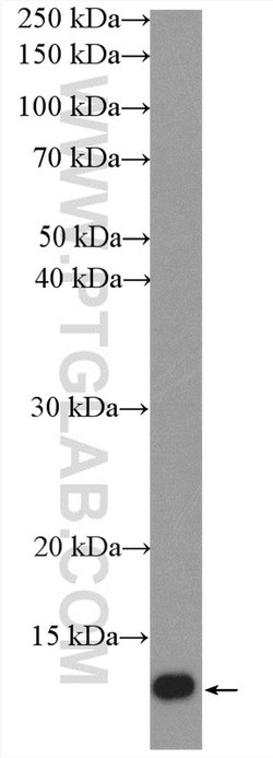 SH3BGRL2 Rabbit anti-Human, Mouse, Polyclonal, Proteintech:Antibodies:Primary