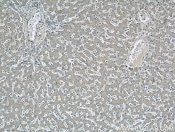 LOC286135 Rabbit anti-Human, Mouse, Polyclonal, Proteintech:Antibodies:Primary