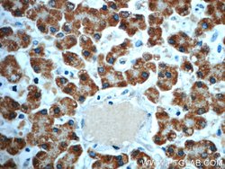 PCCA Rabbit anti-Human, Mouse, Polyclonal, Proteintech:Antibodies:Primary