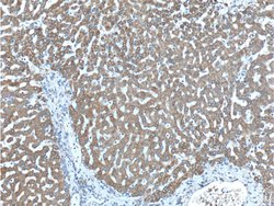 PCCA Rabbit anti-Human, Mouse, Polyclonal, Proteintech:Antibodies:Primary