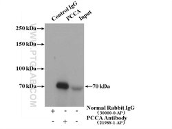 PCCA Rabbit anti-Human, Mouse, Polyclonal, Proteintech:Antibodies:Primary