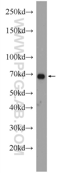 PCCA Rabbit anti-Human, Mouse, Polyclonal, Proteintech:Antibodies:Primary