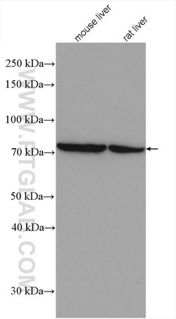 PCCA Rabbit anti-Human, Mouse, Polyclonal, Proteintech:Antibodies:Primary