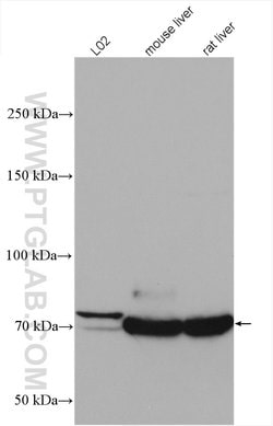 PCCA Rabbit anti-Human, Mouse, Polyclonal, Proteintech:Antibodies:Primary