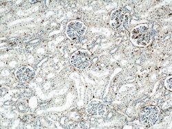 Annexin A1 Rabbit anti-Human, Mouse, Rat, Polyclonal, Proteintech 150 μL;