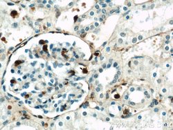 Annexin A1 Rabbit anti-Human, Mouse, Rat, Polyclonal, Proteintech 150 μL;