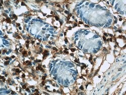 Annexin A1 Rabbit anti-Human, Mouse, Rat, Polyclonal, Proteintech 150 μL;