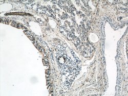 Annexin A1 Rabbit anti-Human, Mouse, Rat, Polyclonal, Proteintech 150 μL;