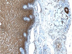 Annexin A1 Rabbit anti-Human, Mouse, Rat, Polyclonal, Proteintech 150 μL;