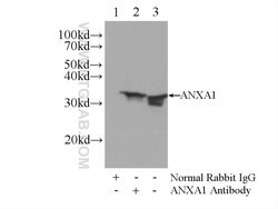 Annexin A1 Rabbit anti-Human, Mouse, Rat, Polyclonal, Proteintech 150 μL;