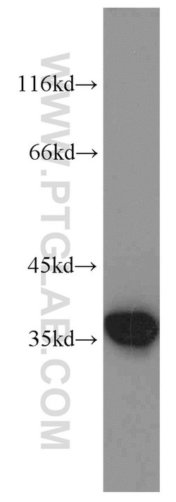 Annexin A1 Rabbit anti-Human, Mouse, Rat, Polyclonal, Proteintech 150 μL;
