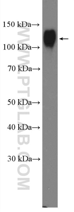 LAMP1 Rabbit anti-Human, Polyclonal, Proteintech 150 &mu;L; Unconjugated:Antibodies,