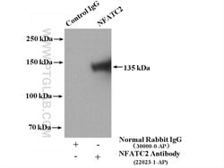 NFATC2 Rabbit anti-Human, Mouse, Polyclonal, Proteintech:Antibodies:Primary