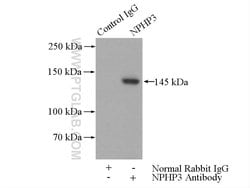 NPHP3 Rabbit anti-Human, Mouse, Polyclonal, Proteintech 150 &mu;L; Unconjugated:Antibodies,